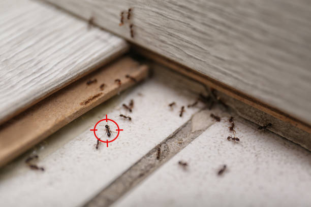 Best Insect Control  in Parksdale, CA