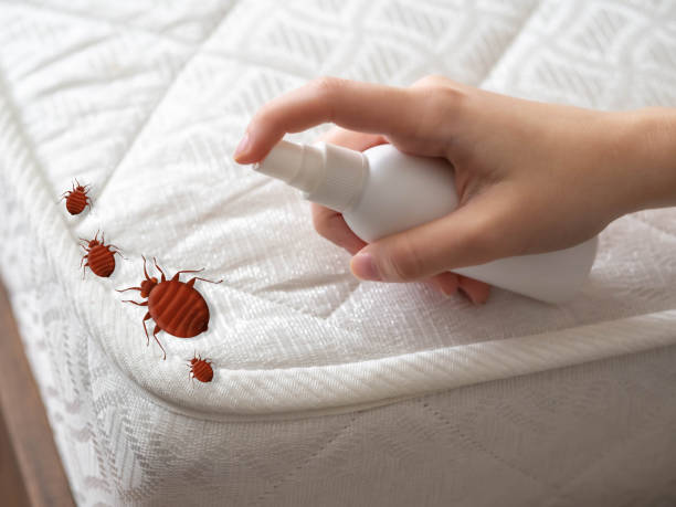 Best Local Pest Control Services  in Parksdale, CA