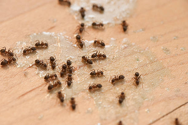 Best Pest Inspection Near Me  in Parksdale, CA