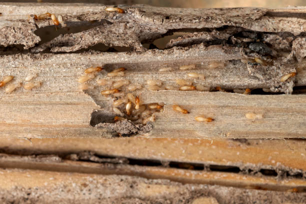 Trusted Parksdale, CA Pest Control Experts