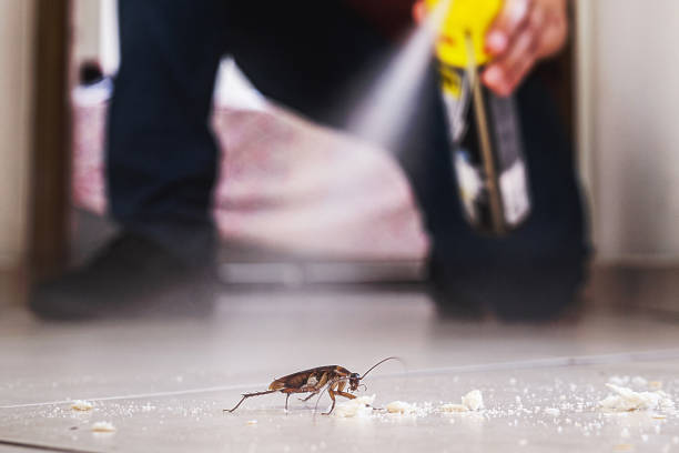 Spider Control Near Me in Parksdale, CA